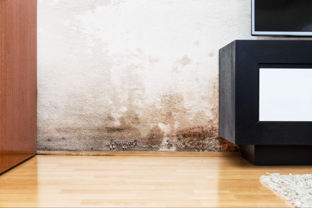 How to Sell a Mold-Infested House Fast in Cold Spring, KY